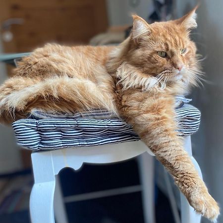 Apartmán Vaerelse Midtfyn Heden Ringe Exteriér fotografie